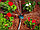 Садовый распылитель для газона -ороситель  Multifunctional Sprinkler 360, фото 5