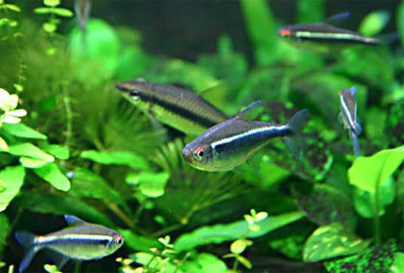Аквариумная рыбка Неон черный (Hyphessobrycon herbertaxelrodi) 2-3 см 8шт - фото 2 - id-p79428566