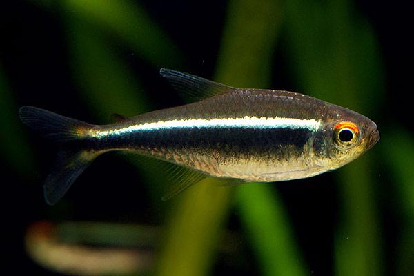 Аквариумная рыбка Неон черный (Hyphessobrycon herbertaxelrodi) 2-3 см 8шт - фото 1 - id-p79428566