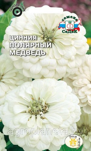 Цинния ПОЛЯРНЫЙ МЕДВЕДЬ (георгиновидная), 0.2г