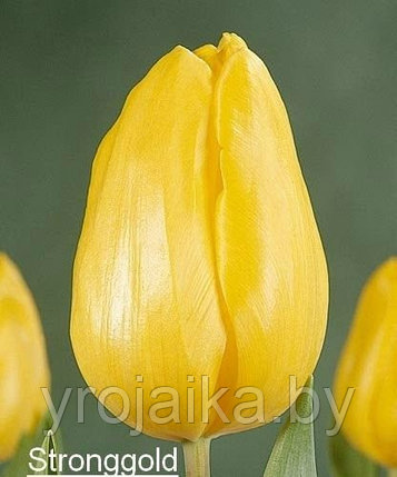 Тюльпаны оптом, фото 2