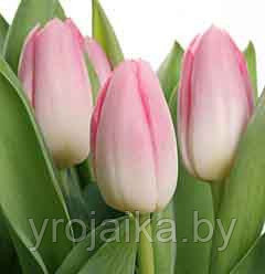 Тюльпаны к 8 марта - фото 1 - id-p3824800