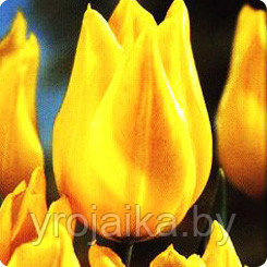 Тюльпаны к 8 марта - фото 3 - id-p3824800