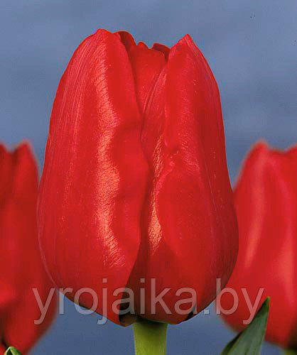 Тюльпаны опт Минск - фото 4 - id-p3824990