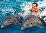 Плавание с  дельфинами, фото 4