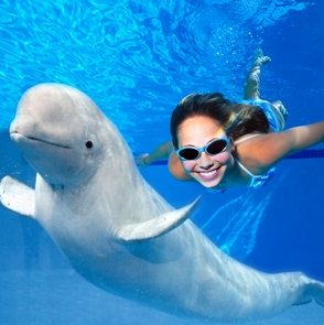 Плавание с  дельфинами