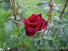 Роза чайно-гибридная BLACK MAGIK (Черная магия), фото 5