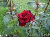 Роза чайно-гибридная BLACK MAGIK (Черная магия) - фото 5 - id-p2445397