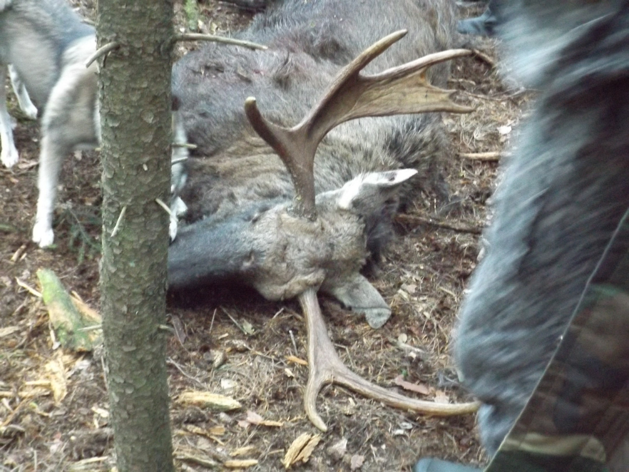 Охота на лося в Новогрудке - фото 2 - id-p3782072