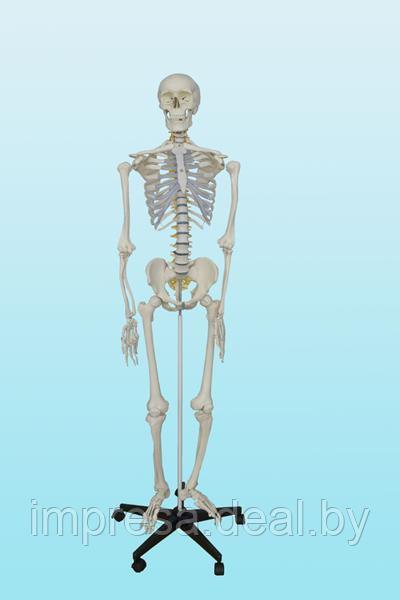 Скелет человека - фото 1 - id-p80899296