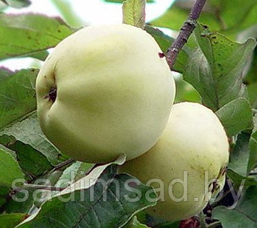 Яблоня Белый налив - фото 3 - id-p3869587