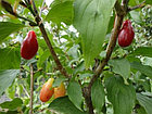 Кизил Экзотический, фото 5