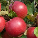 Яблоня Красное летнее, фото 2