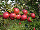 Яблоня Красное летнее, фото 3