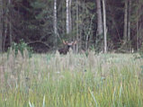 Охота на лося в Новогрудке, фото 5