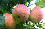 Яблоня осенняя Ауксис, фото 3
