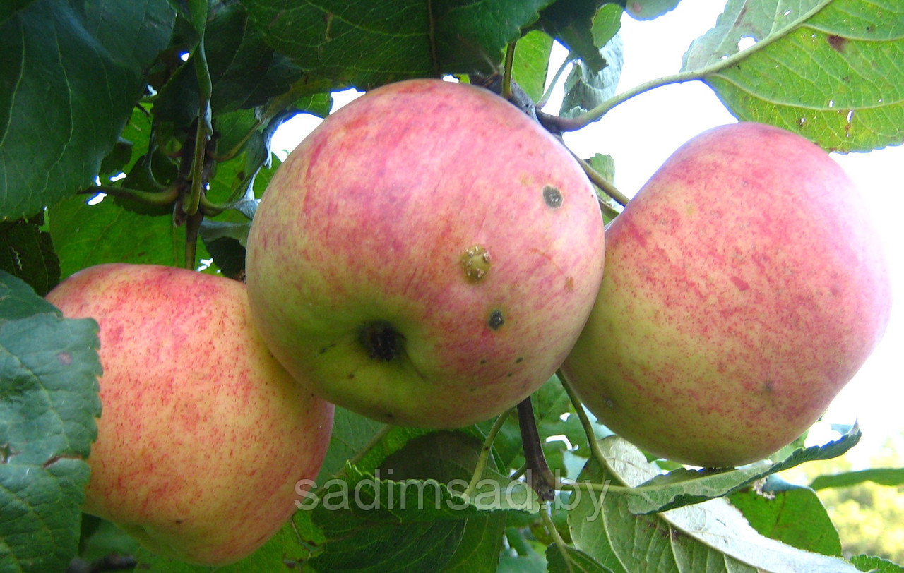 Яблоня осенняя Ауксис - фото 3 - id-p3897096