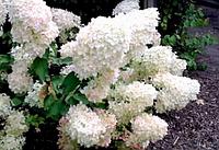 Гортензия метельчатая Фантом Hydrangea paniculata «Phantom»с12