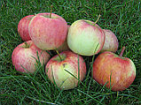 Яблоня осенняя Ауксис, фото 2