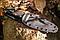 Туристический нож Kraken (кракен), фото 4