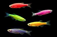 Светящиеся Данио Глофиш (GloFish) 8шт ассорти