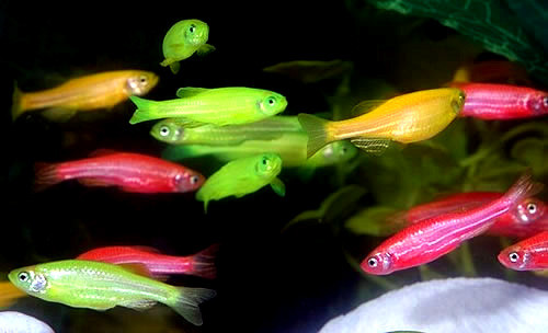 Светящиеся Данио Глофиш (GloFish) 8шт ассорти - фото 2 - id-p81620893