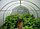 Теплица с поликарбонатом комплект. Агросила (10х3х2м) шаг дуг 67 см  толщина поликарбоната 0,38 мм плот 0,42, фото 6