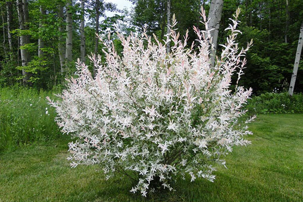 Ива Хакуро Нишики (с3)
