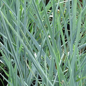 Колосняк песчаный