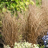 Осока косматая Чоколейт Милк, фото 2