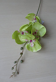 Ветка орхидеи малая  салатовая, L= 57см