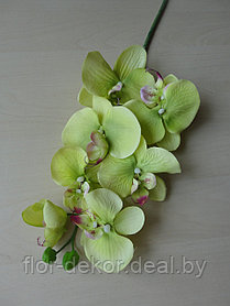 Ветка орхидеи салатовая, 6 цветов/1бутон, L 78 см.