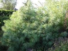 Сосна Гриффита, Pinus wallichiana