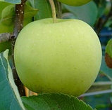 Яблоня зимняя Коштеля, фото 2