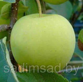 Яблоня зимняя Коштеля - фото 2 - id-p3904316