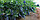 Саженцы голубики Блюкроп, Bluecrop, двухлетние, закрытая корневая система., фото 2