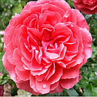 Роза Rosarium Uetersen (Розариум Ютерзен), фото 2