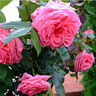 Роза Rosarium Uetersen (Розариум Ютерзен), фото 4