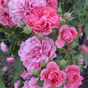Роза Rosarium Uetersen (Розариум Ютерзен)