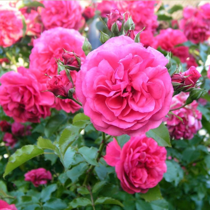 Роза Rosarium Uetersen (Розариум Ютерзен) - фото 5 - id-p82434409