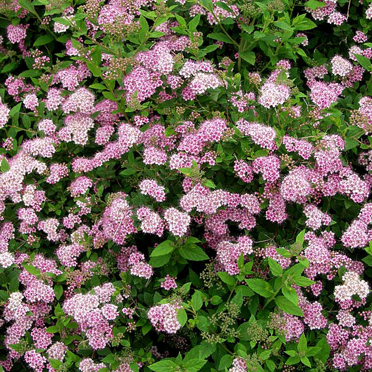 Спирея японская "Литл Принцесс",Spiraea japonica Golden Princess 20-30 см - фото 1 - id-p82442406