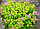 Спирея японская "Голден Принцесс", Spiraea japonica Golden Princess 30-40 см, фото 3
