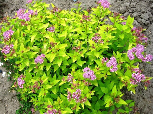 Спирея японская "Голден Принцесс", Spiraea japonica Golden Princess 30-40 см - фото 3 - id-p82442584