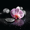 Скинали AF30 Орхидеи на камнях - фото 2 - id-p82520406