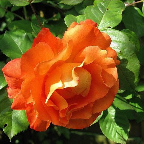 Роза Westerland (Вестерленд) шраб