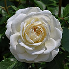 Роза Tranquillity (Транквилиити) English Rose, Austin, фото 3