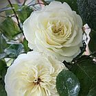 Роза Tranquillity (Транквилиити) English Rose, Austin, фото 2