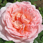 Роза Abraham Darby (Абрахам Дерби) English Rose, Austin, фото 4