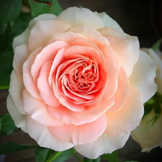 Роза Abraham Darby (Абрахам Дерби) English Rose, Austin