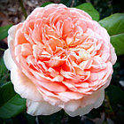 Роза Abraham Darby (Абрахам Дерби) English Rose, Austin, фото 2